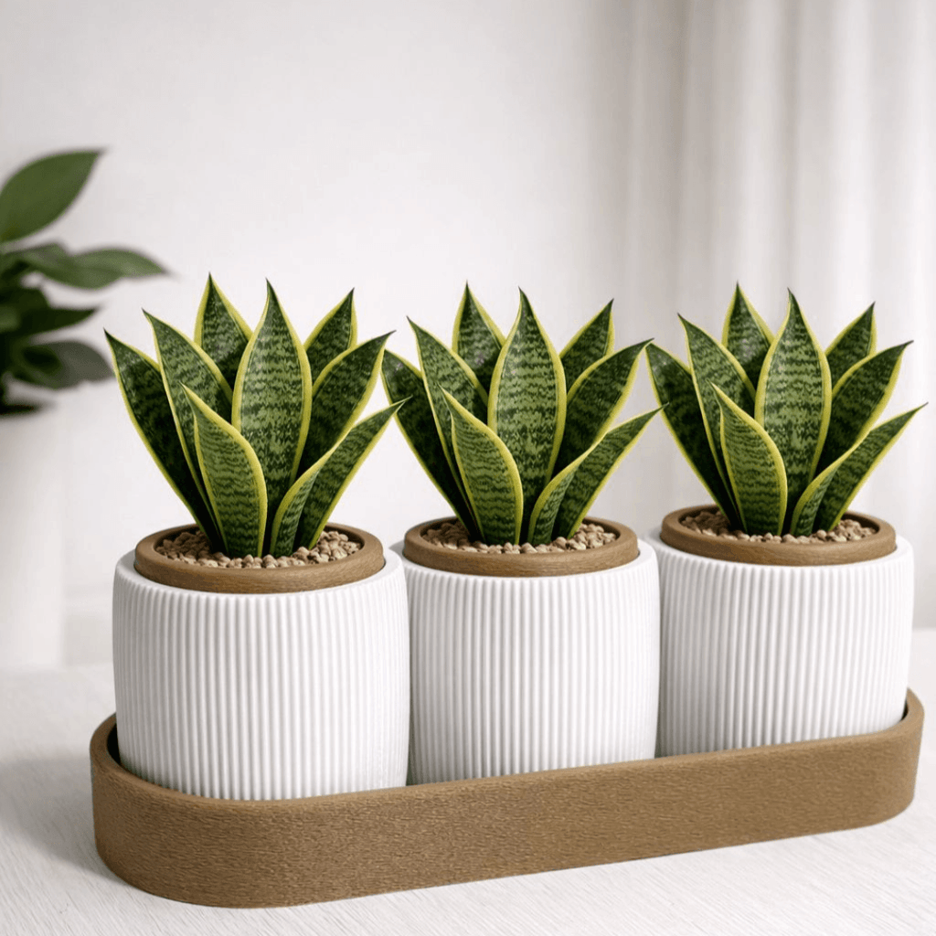 Kit Trio de Vasos Minimalistas com Bandeja – Suculentas e Cactos