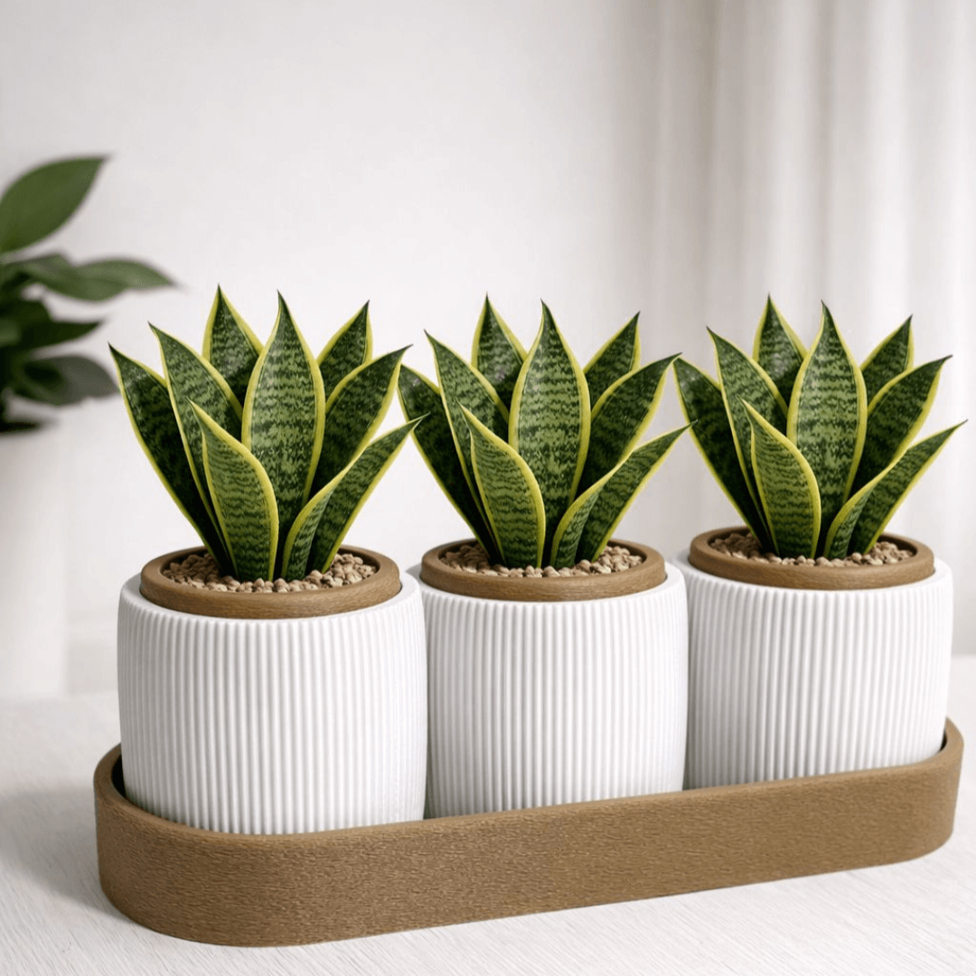 Kit Trio de Vasos Minimalistas com Bandeja – Suculentas e Cactos