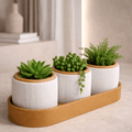 Kit Trio de Vasos Minimalistas com Bandeja – Suculentas e Cactos